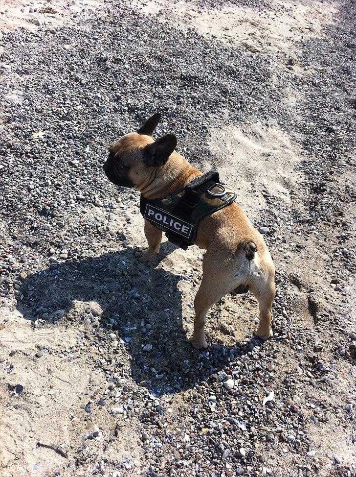 Fransk bulldog Van Wilcora Micki (Rip min skat) billede 15