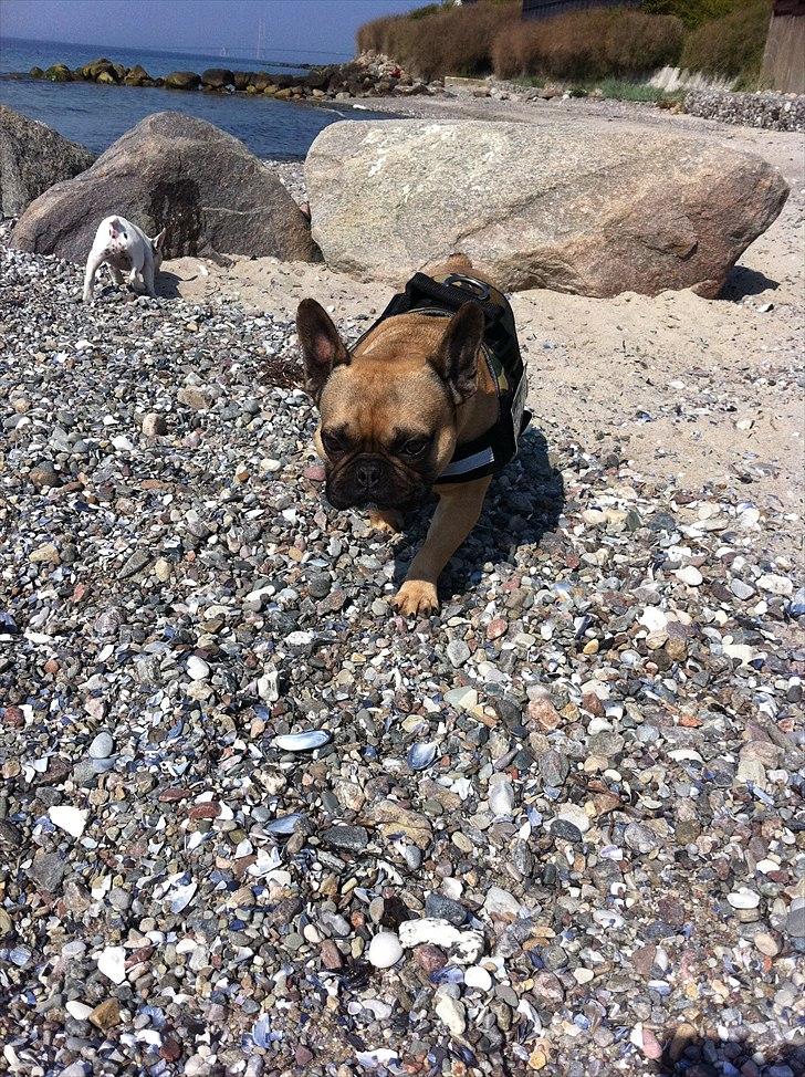 Fransk bulldog Van Wilcora Micki (Rip min skat) billede 16