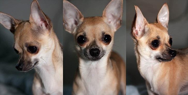 Chihuahua '~'Bailey'~' (Basse mand) - Hej alle sammen:O) Velkommen til min profil. Jeg hedder Bailey. Du kan kigge lidt rundt og få et indblik i mit liv:O) billede 1