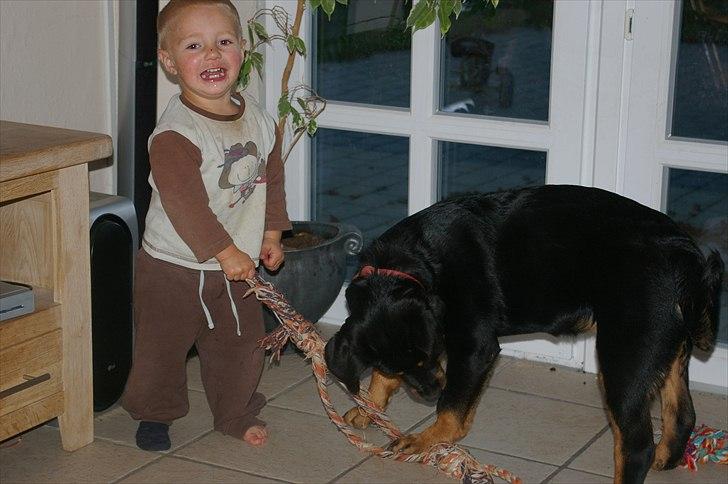Rottweiler bell - så leges der med den yngste i familien billede 7