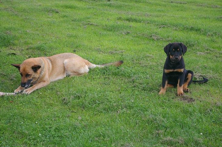 Rottweiler bell - dagen efter at jeg kom hjem kom den gamle bella også hjem så jeg mødte familien lidt af gangen billede 2