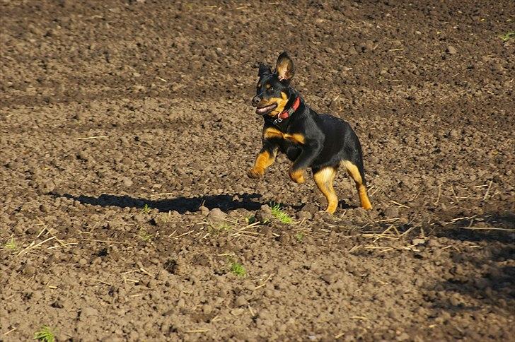 Rottweiler bell billede 4