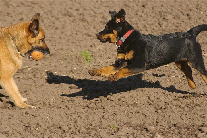 Rottweiler bell - skal vi lege??? kom nu billede 5