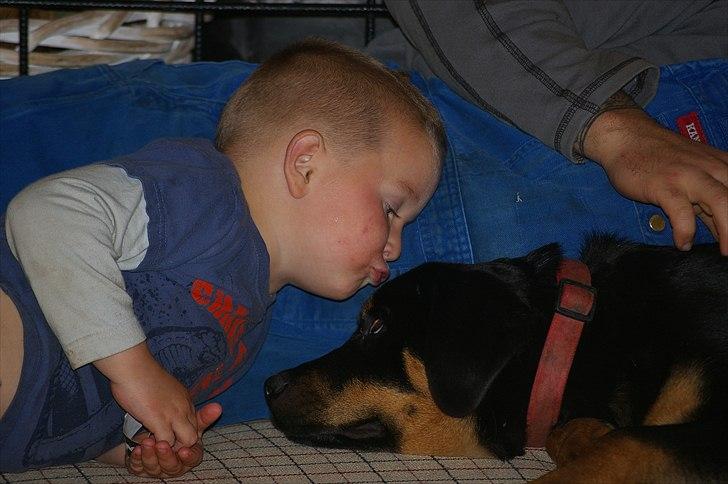 Rottweiler bell - kys det kan man altid bruge billede 8