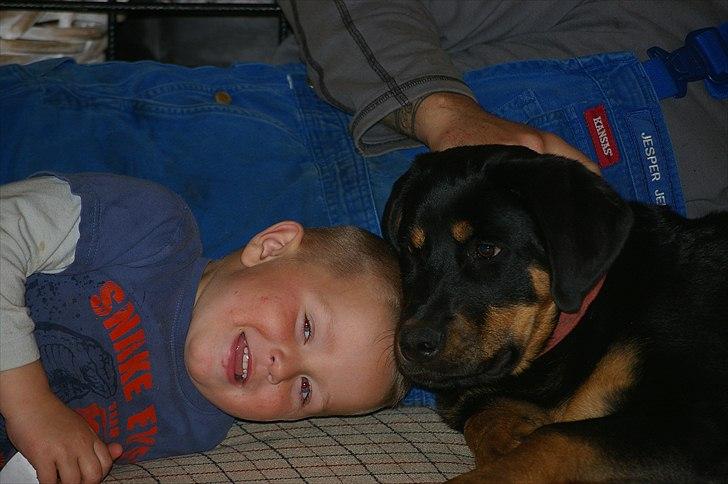 Rottweiler bell - ren hygge billede 9