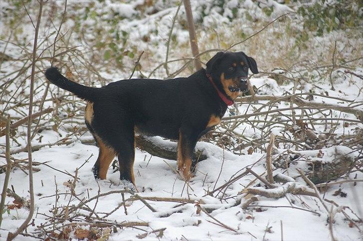 Rottweiler bell billede 6
