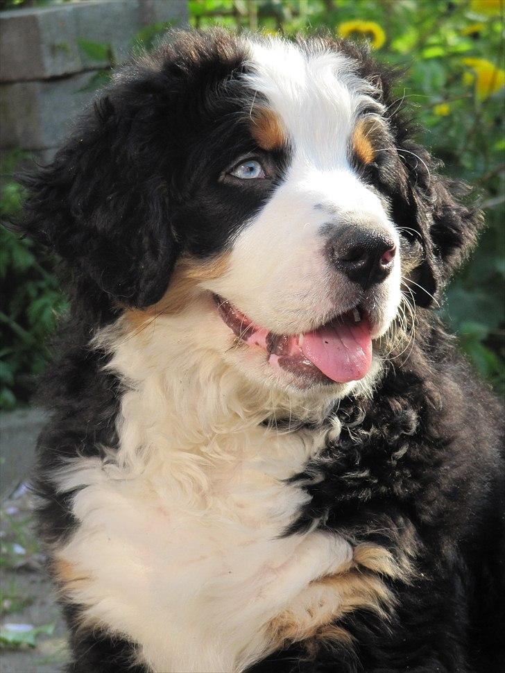 Berner sennenhund Anton - Dejlige hvalp! Min Anton :) Fotograf: Jasmin Bahnsen (mig) billede 2