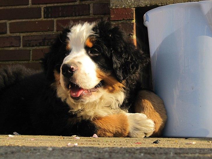Berner sennenhund Anton billede 3