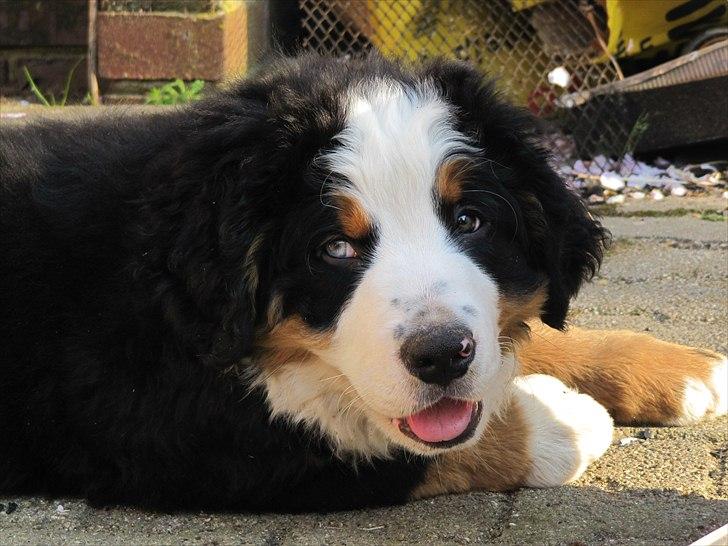 Berner sennenhund Anton billede 4