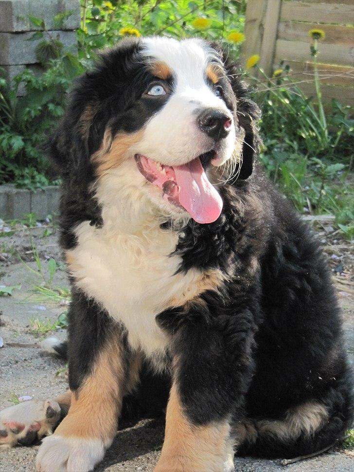Berner sennenhund Anton billede 6