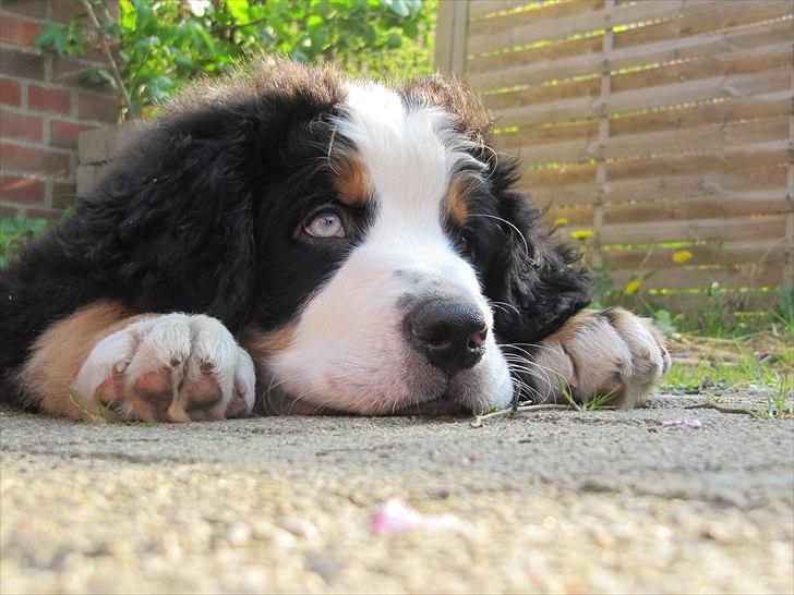 Berner sennenhund Anton billede 7
