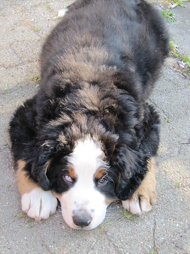 Berner sennenhund Anton billede 8