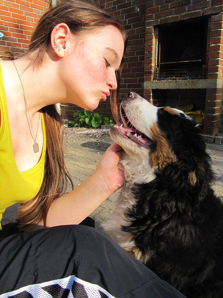 Berner sennenhund Anton billede 9