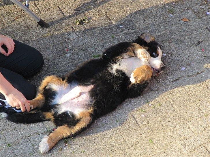 Berner sennenhund Anton billede 10