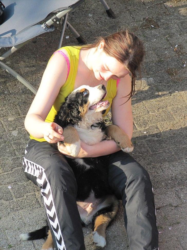 Berner sennenhund Anton billede 11