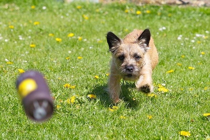 Cairn terrier Mysli - Mysli i spring efter sit bedste legetøj billede 10