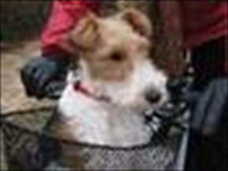 Ruhåret foxterrier Fifi - Fifi i cykelkurv billede 5