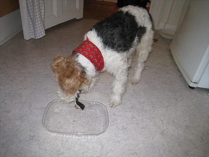 Ruhåret foxterrier Fifi - Fifi spiser Sushi - heldige hund :-)) billede 6