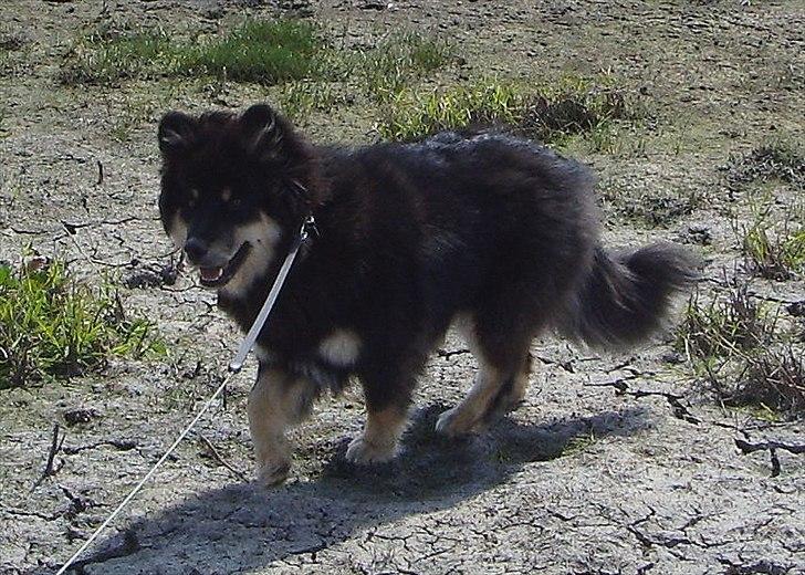 Finsk lapphund Molly billede 17