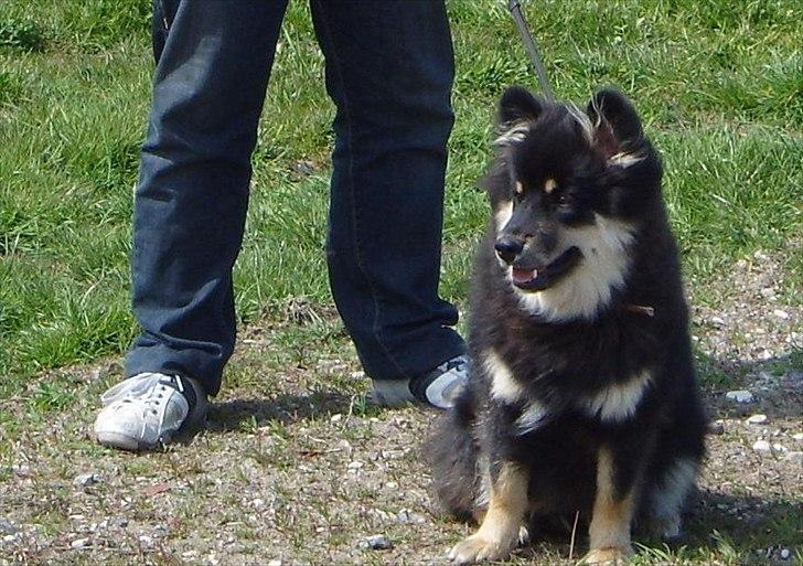 Finsk lapphund Molly billede 10