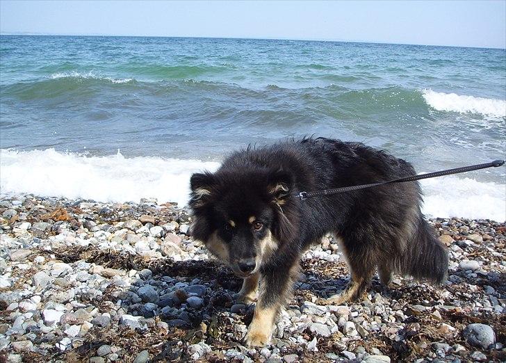 Finsk lapphund Molly billede 19