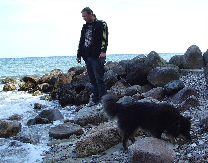 Finsk lapphund Molly - Molly for første gang ved havet, 7. maj 2011 billede 16