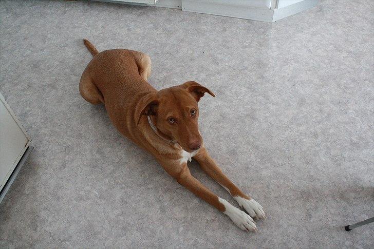 Blanding af racer Bella billede 3