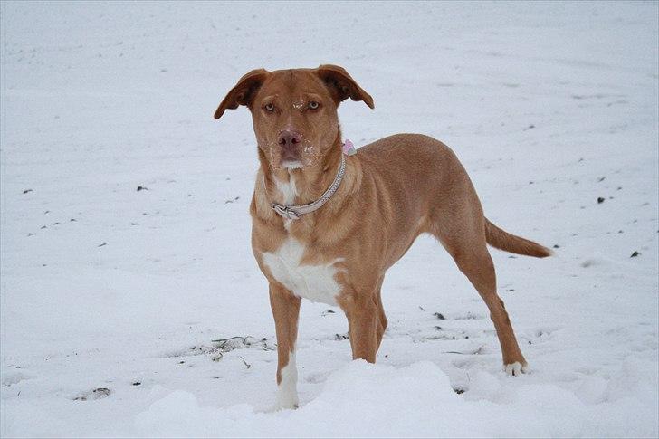 Blanding af racer Bella billede 2