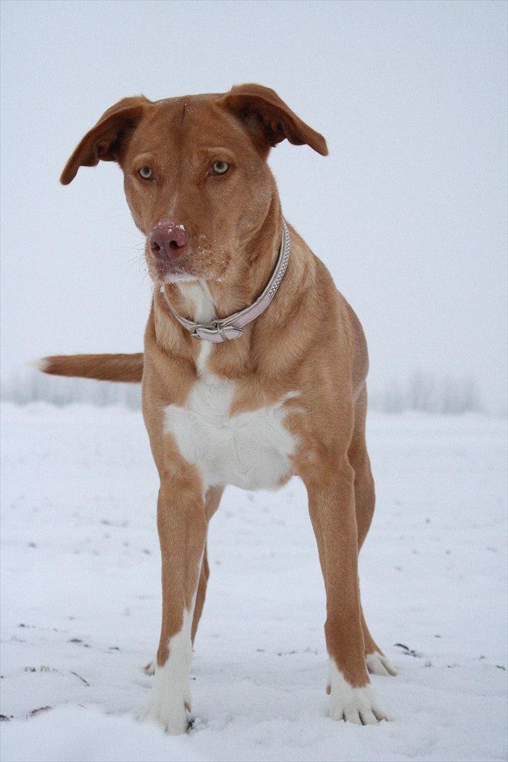 Blanding af racer Bella billede 1