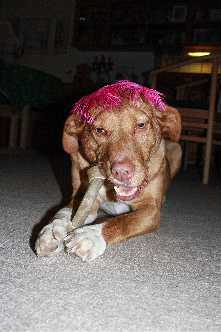 Blanding af racer Bella - Nytår 2010/2011 billede 5