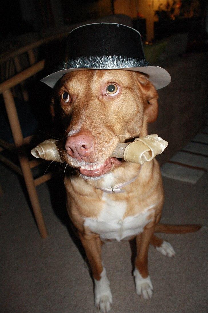 Blanding af racer Bella - Nytår 2010/2011 billede 4