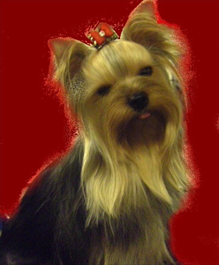 Yorkshire terrier Ramona  of Padawi´s billede 2