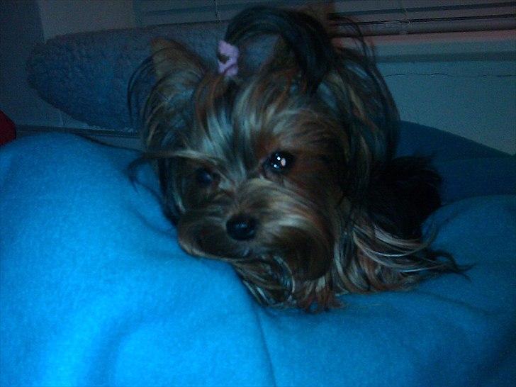 Yorkshire terrier Prs Medina Star Herstedsy billede 2