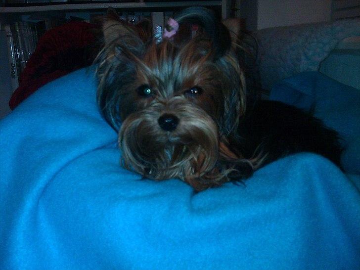 Yorkshire terrier Prs Medina Star Herstedsy billede 3