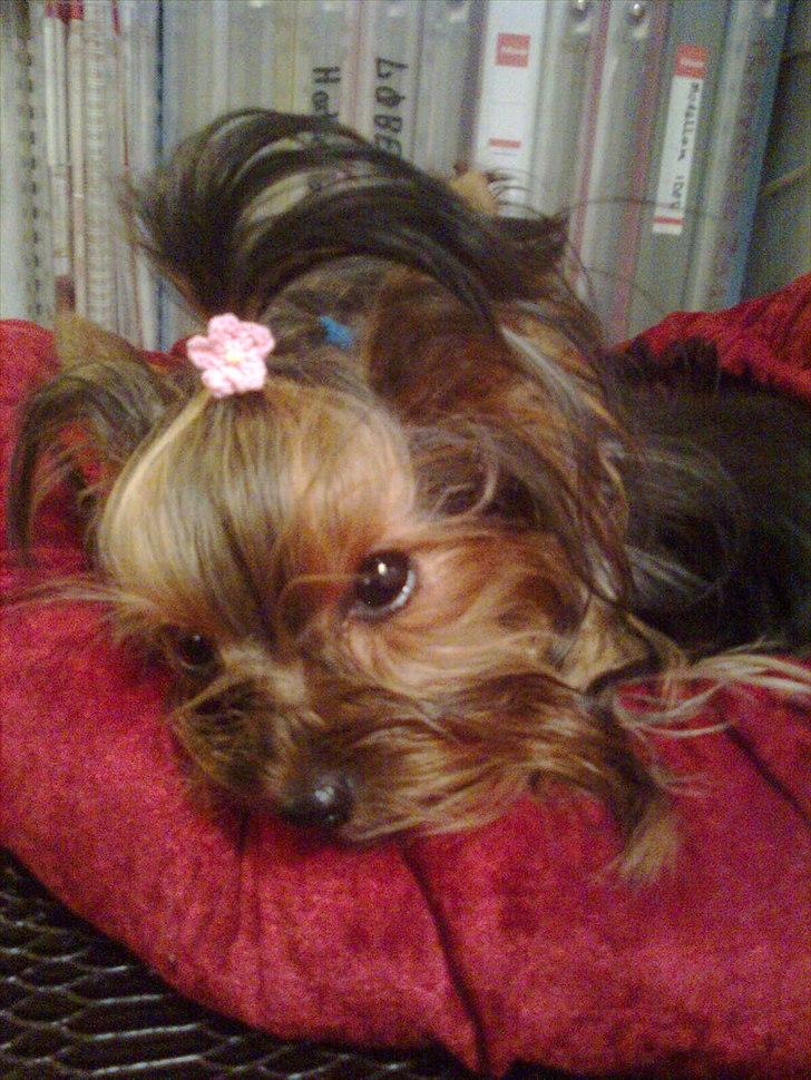 Yorkshire terrier Prs Medina Star Herstedsy billede 6