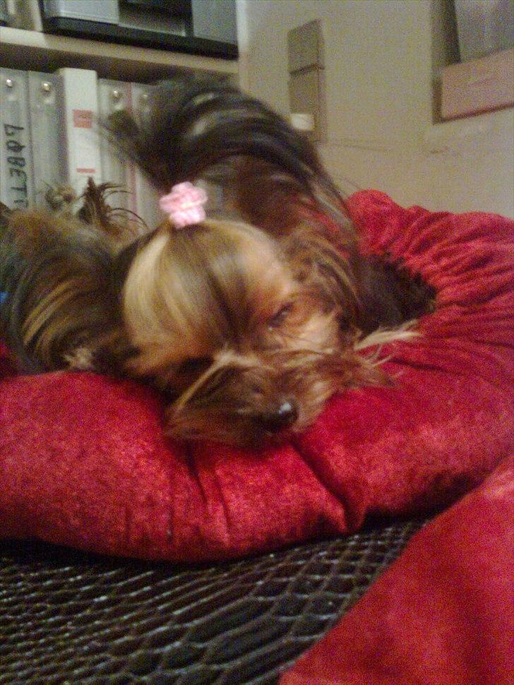 Yorkshire terrier Prs Medina Star Herstedsy billede 7