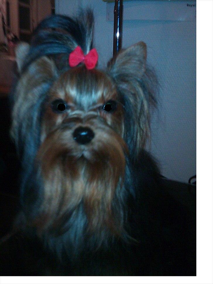 Yorkshire terrier Prs Medina Star Herstedsy billede 1