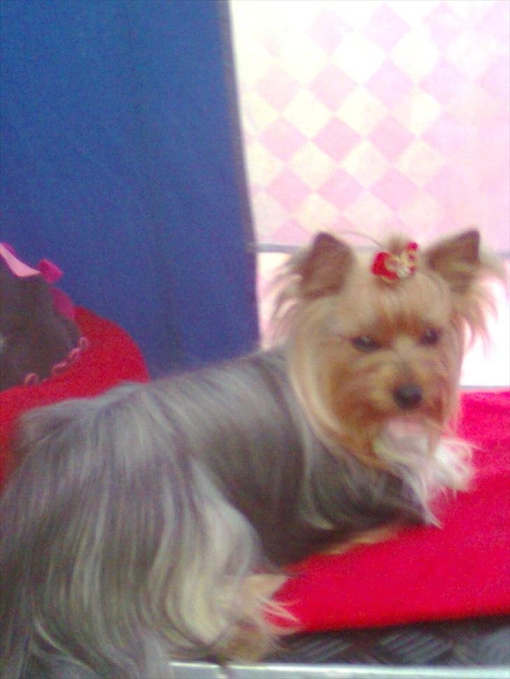 Yorkshire terrier NobleYork´s One More Time billede 2