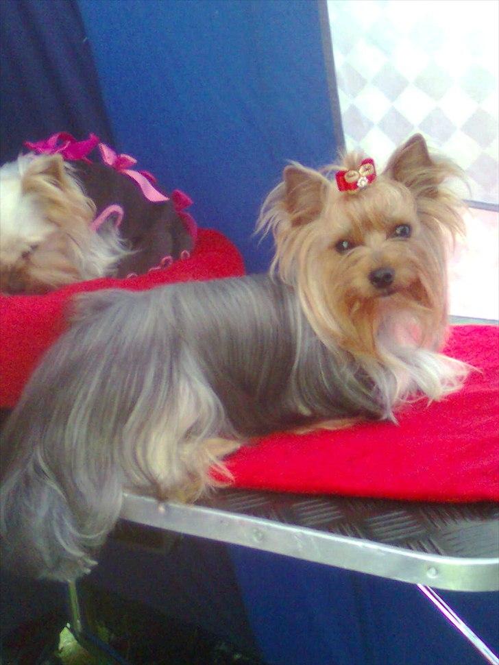 Yorkshire terrier NobleYork´s One More Time billede 1