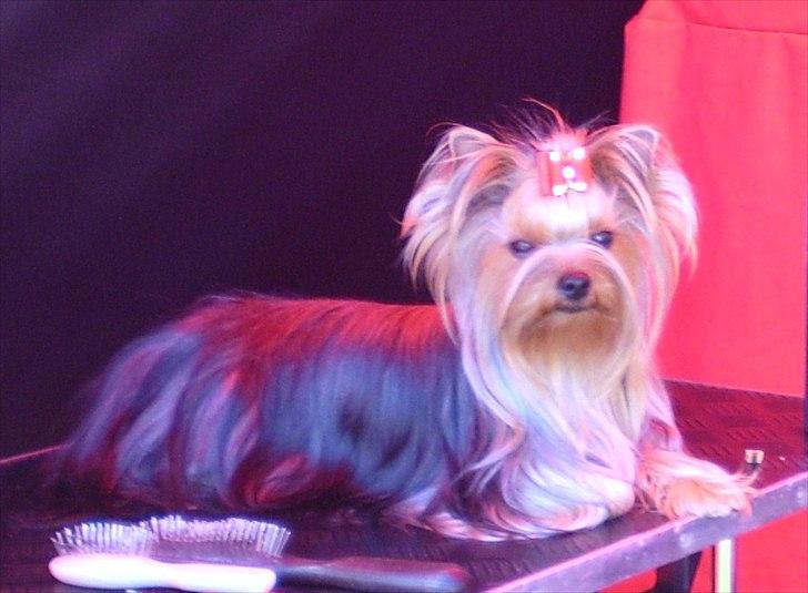Yorkshire terrier Ramona  of Padawi´s billede 9