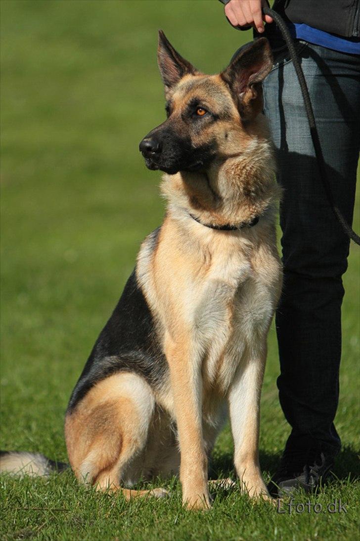 Schæferhund Lucca - Hej, og velkommen til min profil. billede 1