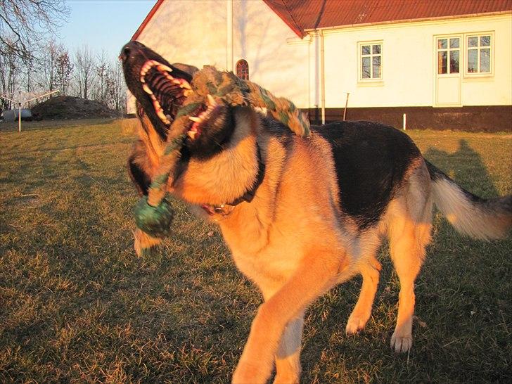 Schæferhund Lucca - Lege?! billede 3