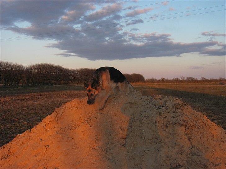 Schæferhund Lucca - Klatre vovse :D billede 4