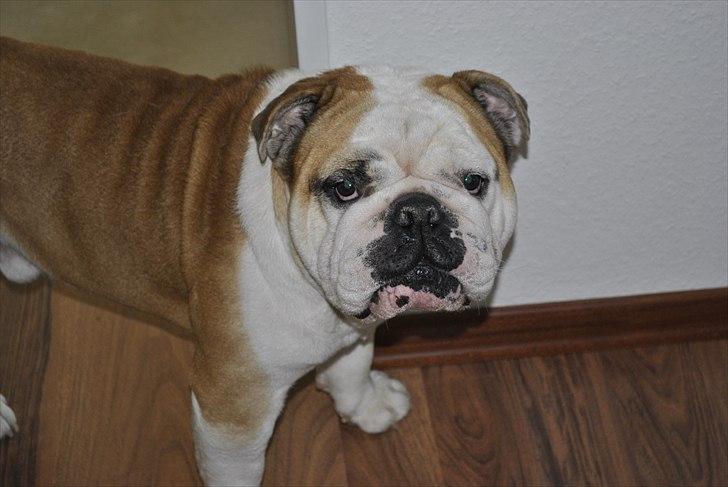 Engelsk bulldog Balto RIP 11/6-21 billede 4