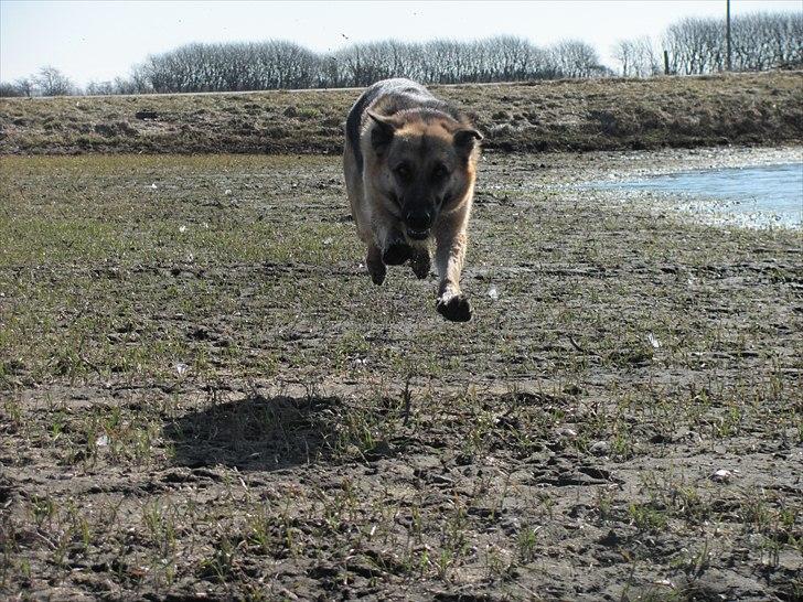 Schæferhund Lucca - "Flyvende vovse.." billede 8