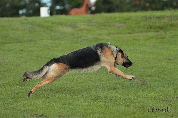 Schæferhund Lucca - Jeg løber! billede 2