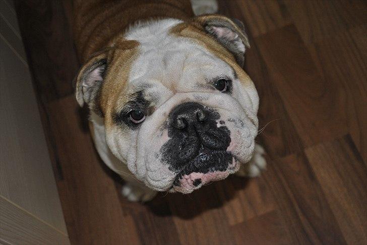 Engelsk bulldog Balto RIP 11/6-21 billede 3