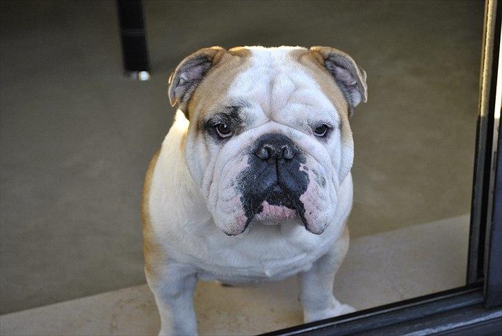 Engelsk bulldog Balto RIP 11/6-21 billede 6