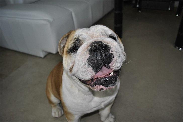 Engelsk bulldog Balto RIP 11/6-21 billede 7