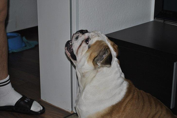 Engelsk bulldog Balto RIP 11/6-21 billede 8